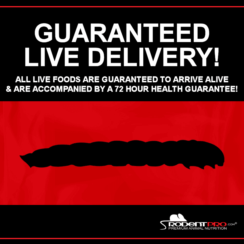 VitaBug Giant Mealworms (1000 Per Box) Scientifically Enhanced Live